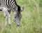 Grazing zebra with veld