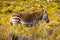 Grazing Zebras in Cape Point Nature Reserve