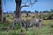 Grazing Zebras at the Okavango Delta