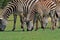 Grazing Zebras at Pazuri Outdoor Park, close by Lusaka in Zambia.