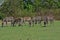 Grazing Zebras at Pazuri Outdoor Park, close by Lusaka in Zambia.