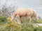 Grazling palomino stallion. Half-wild horse. liberty, Israel