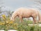 Grazling palomino stallion. Half-wild horse. liberty, Israel