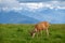 Grazzing deer on Huricane Ridge in Washington