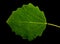 Grean leaf aspen on a black background isolated.