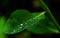 Grean leaf with waterdrops