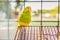 Grean and yellow parakeet budgerigar sitting on her cage