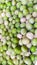 Greanpeas soaking in water for cooking with Vegetables in the kitchen