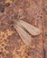 Grease moth Aglossa cuprina, nocturnal moth, insect related to butterflies Lepidoptera