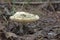 Greasy green brittlegill. view on lamella hymenophore
