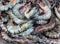 Greasyback Shrimp display seafood top view