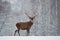 Great adult noble red deer with big beautiful horns on snowy field on forest background. Cervus Elaphus. Deer Stag Close-Up