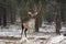 Great Adult Noble Red Deer With Big Horns Stands Among The Snow-Covered Pines And Look At You. European Wildlife Landscape With De