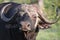Great African Buffalo looking at the camera , Eastern Cape, South Africa,