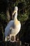 Great African pelican posing looking straight ahead