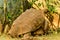 Great African Tortoise mating