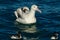 A great albatross is floating peacefully on a dark blue sea