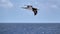 Great albatross flying over the sea on a sunny day