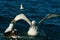 A great albatross landing on the water, its wings still spread