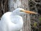 Great American Egret