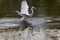 Great American Egret Catches a Fish