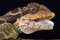 Great angle head lizard Gonocephalus grandis