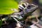 Great angle head lizard Gonocephalus grandis reptile macro image