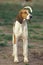 GREAT ANGLO-FRENCH TRICOLOUR HOUND, ADULT