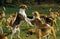 Great Anglo-French Tricolour Hound with Great Anglo-French White and Orange Hound, Pack