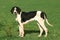 Great Anglo-French White and Black Hound, Dog standing on Grass