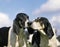 Great Anglo-French White and Black Hound, Portrait against Blue Sky