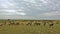 Great animal migration in Masai Mara Park, Kenya. July. A lot of wildebeests have accumulated in the savannah