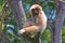 The great ape gibbon sits on the branches of a tree.