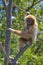 The great ape gibbon sits on the branches of a tree.