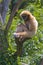 The great ape gibbon sits on the branches of a tree.