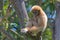 The great ape gibbon sits on the branches of a tree.