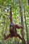 Great Ape on the tree. Central Bornean orangutan Pongo pygmaeus wurmbii in natural habitat. Wild nature in Tropical Rainforest