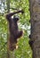 Great Ape on the tree. Central Bornean orangutan Pongo pygmaeus wurmbii in natural habitat. Wild nature in Tropical Rainforest