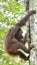 Great Ape on the tree. Central Bornean orangutan Pongo pygmaeus wurmbii in natural habitat. Wild nature in Tropical Rainforest