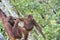 Great Ape on the tree. Central Bornean orangutan Pongo pygmaeus wurmbii in natural habitat. Wild nature in Tropical Rainforest