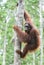 Great Ape on the tree. Central Bornean orangutan Pongo pygmaeus wurmbii in natural habitat. Wild nature in Tropical Rainforest