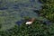 Great Asian Pond Herons