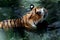 Great Asian Tiger Cooling in Pond Water