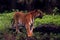 Great asian tiger in the zoological park, india