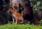 Great asian tiger in the zoological park, india