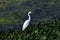 Great Asian White Egrets