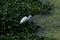 Great Asian White Egrets