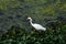 Great Asian White Egrets