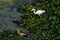 Great Asian White Egrets and Pond Herons