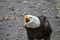 Great Bald Eagle
